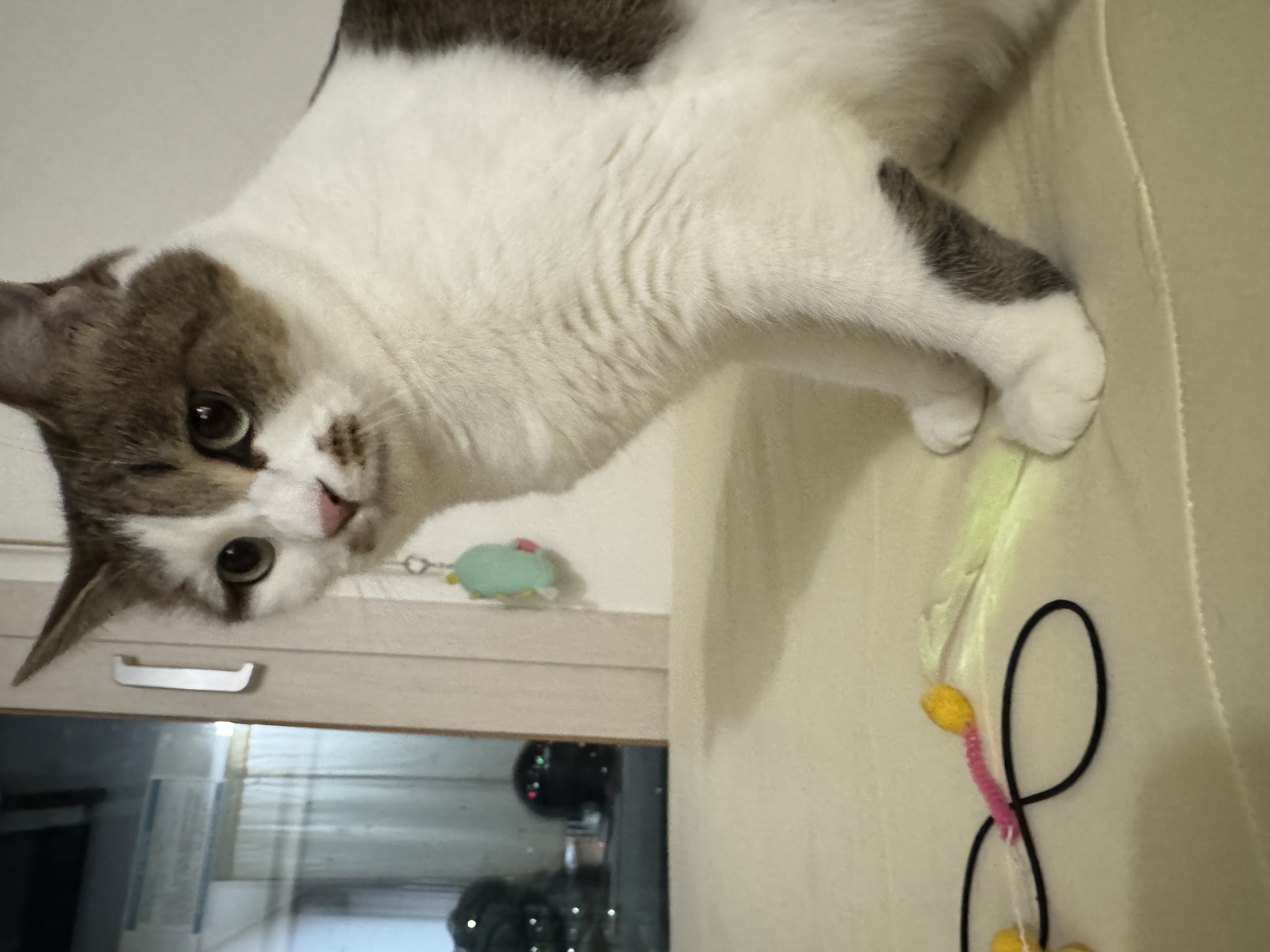 로지(이튼이) 입양 2년후기