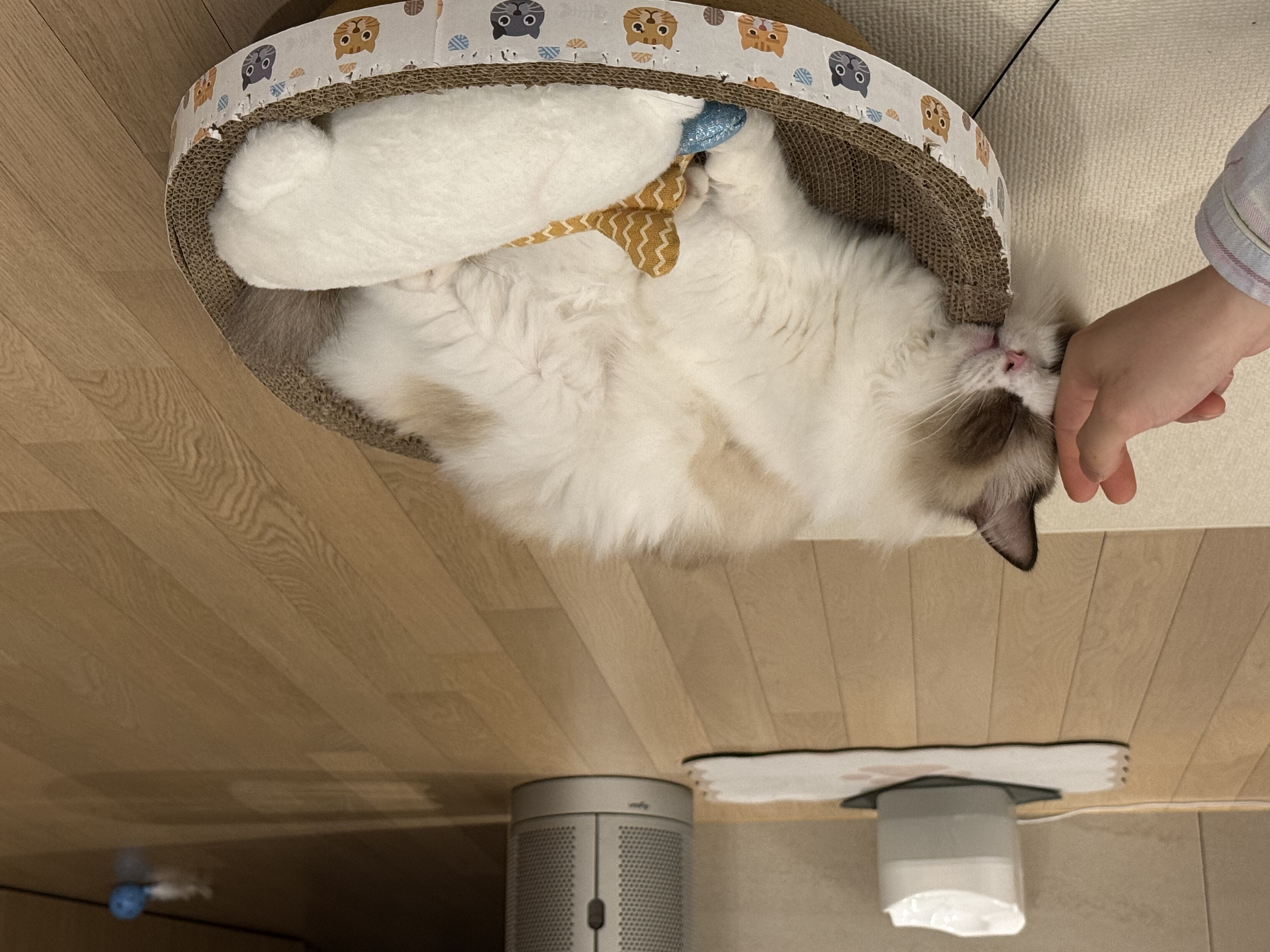 조금 늦은 모모(마찌) 입양 한달차 후기에요