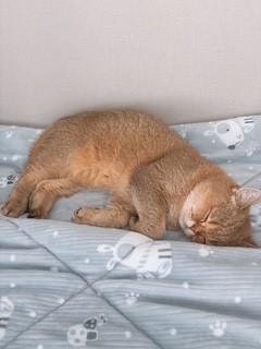 두두 (구 삼월이) 한달 후기 🧡