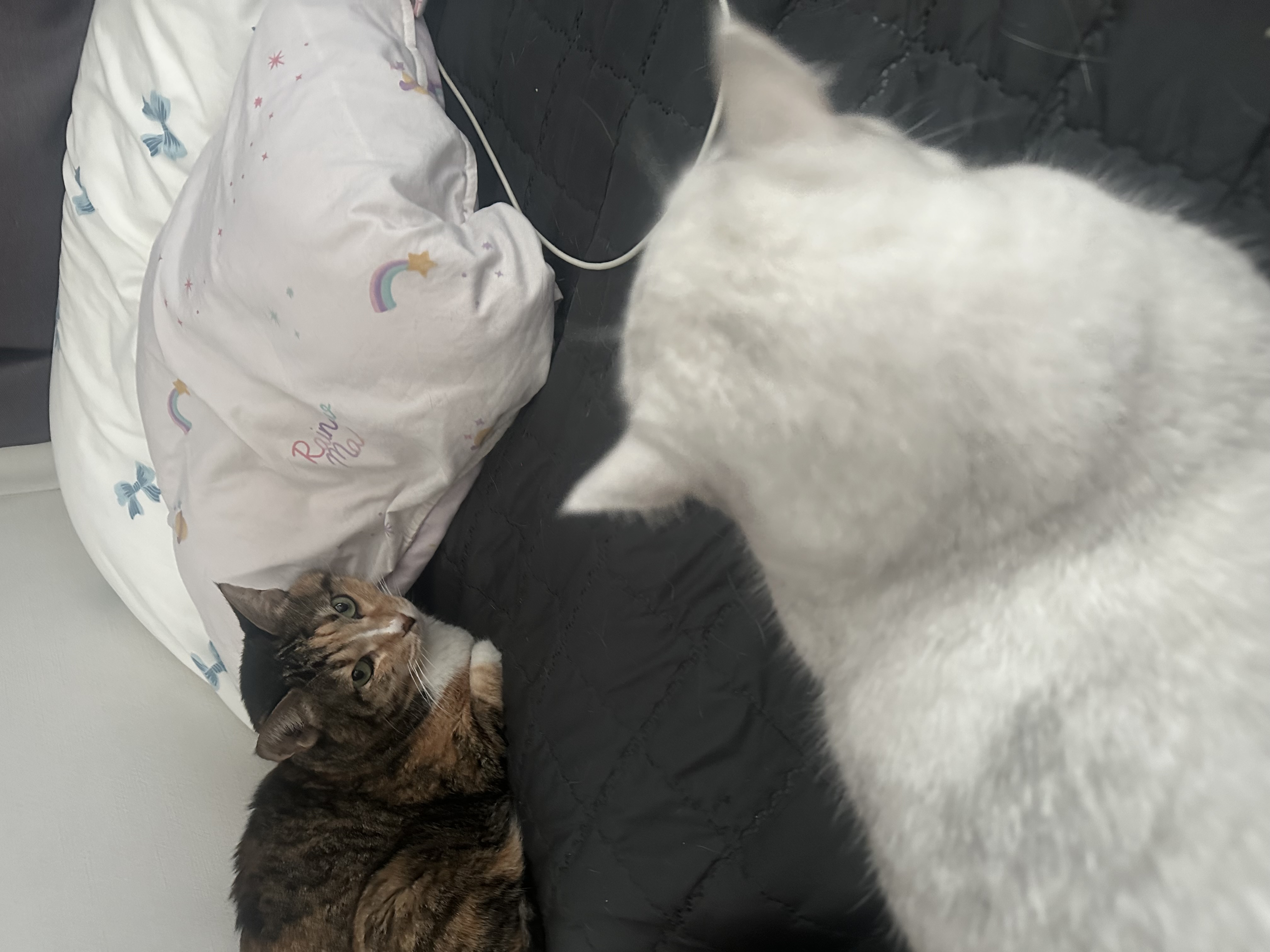 미루 입양 3개월♡