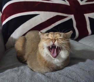 두두 (구 삼월이) 3개월 후기 🧡