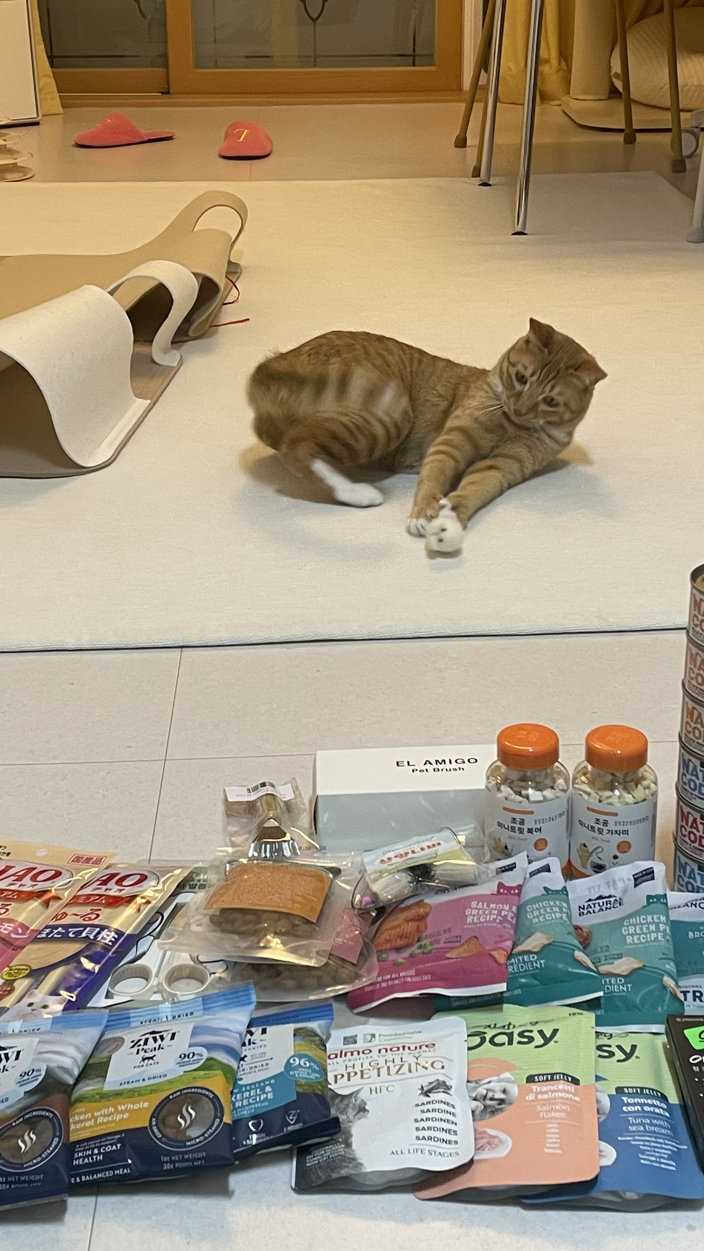 금비(다해) 입양 3개월 넘은 후기