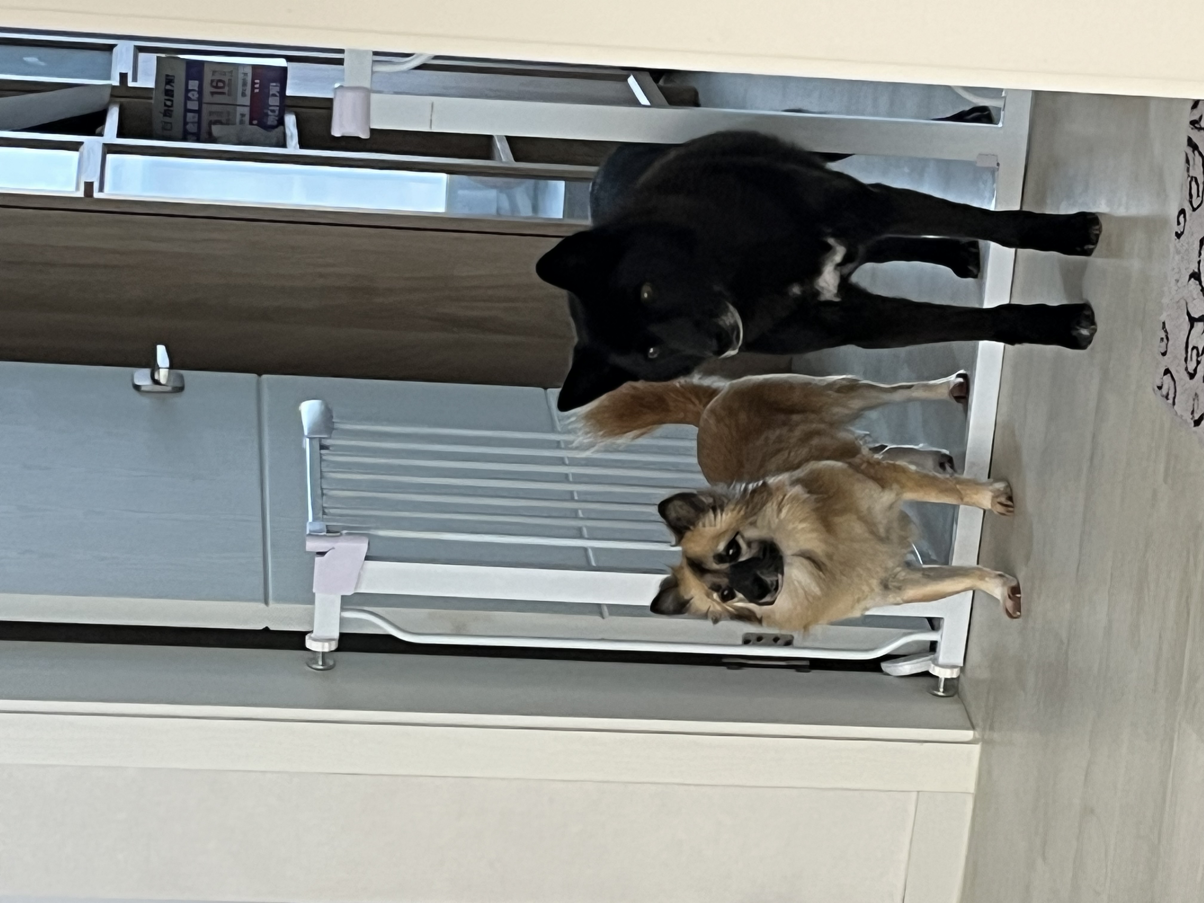 반달이 케일이의 집 적응기