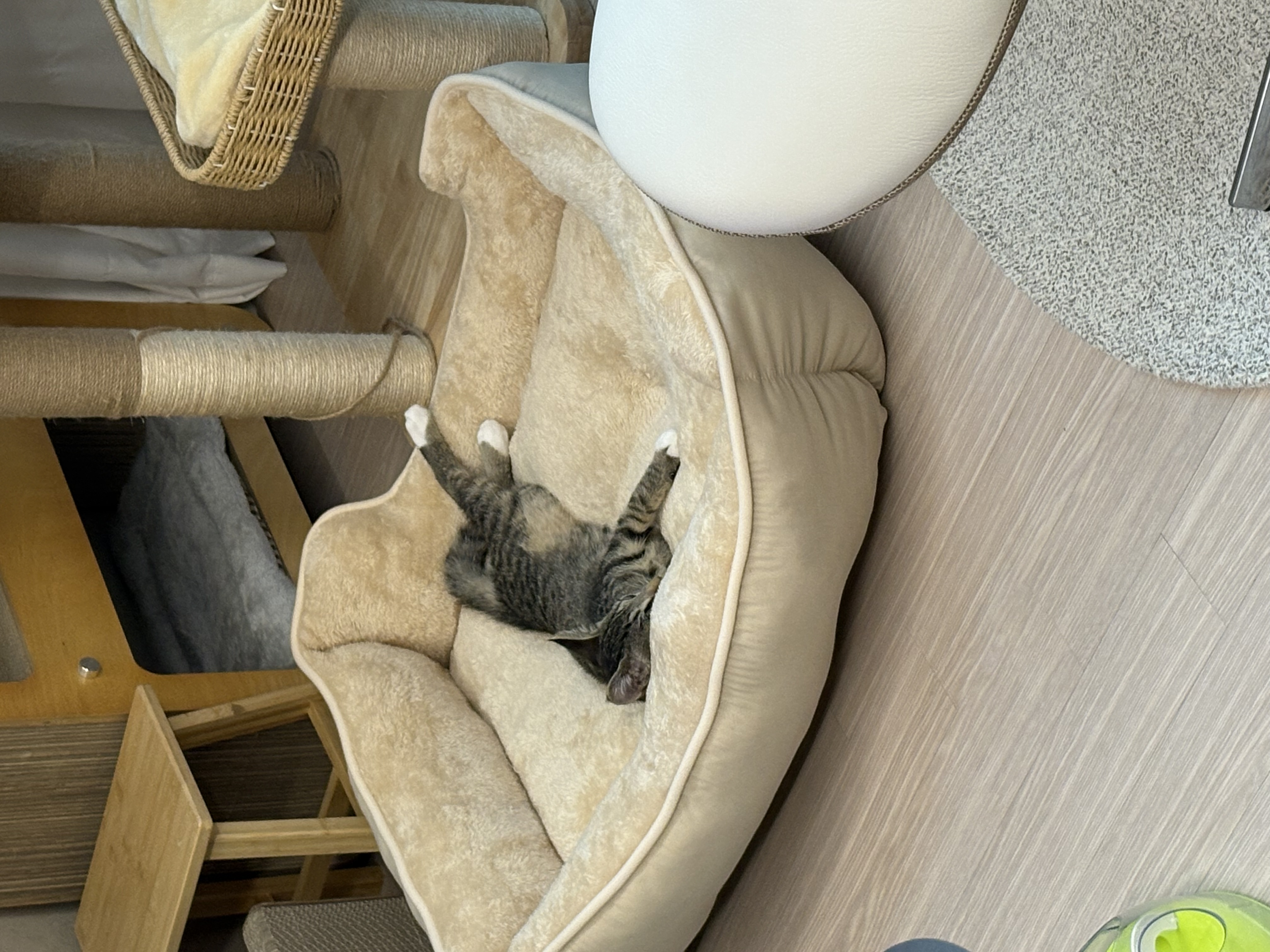 진하리 (구 애옹이) 입양 1개월차 후기 입니다!