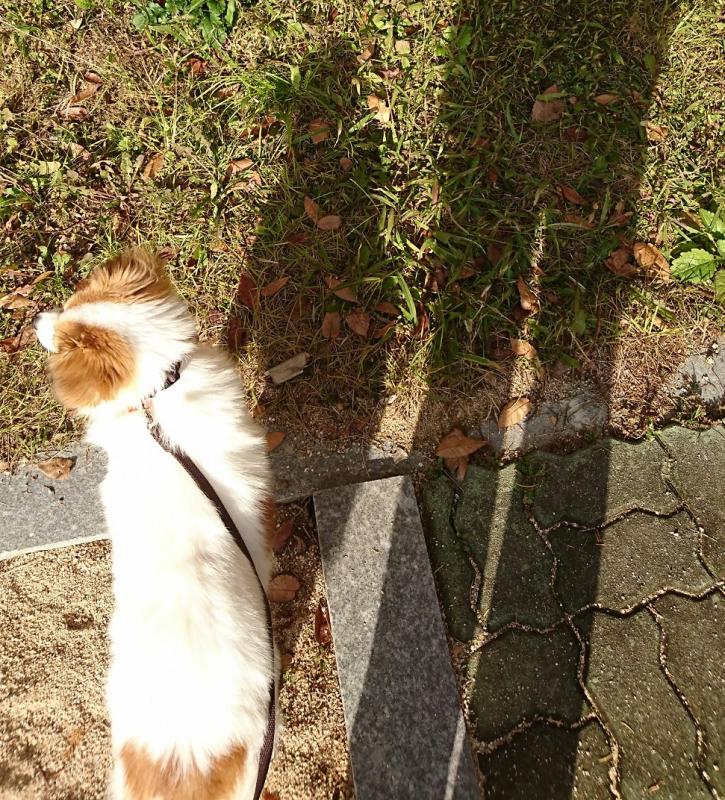 해리 이야기 "산책"