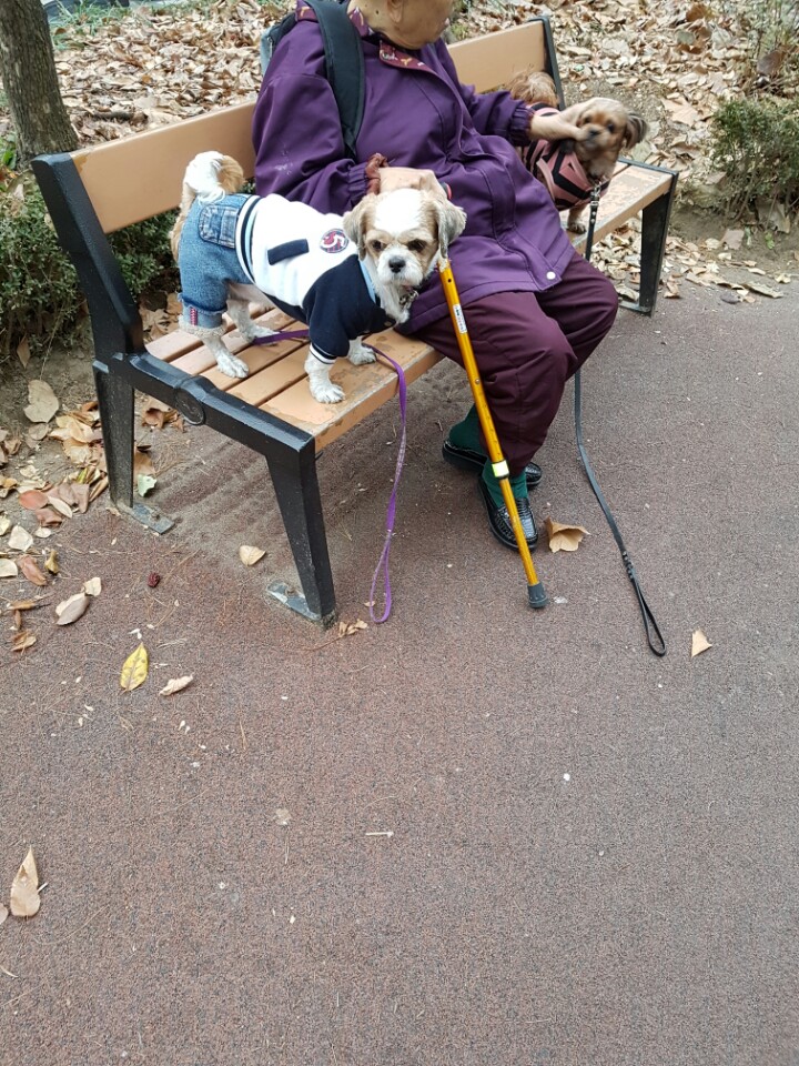 미실이와몽실이 산책중