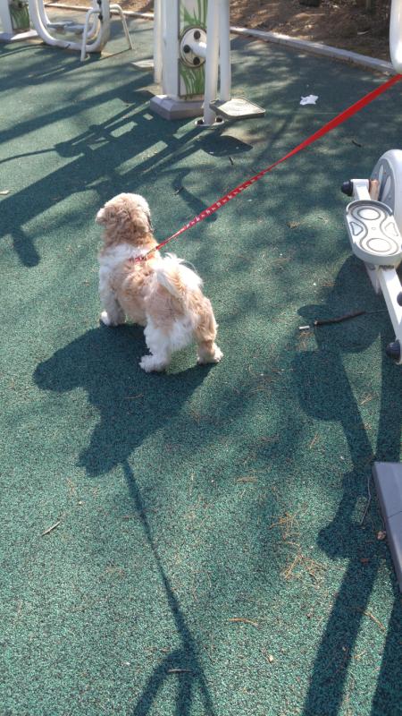 꽃미남 동이~~ 산책나왔어요