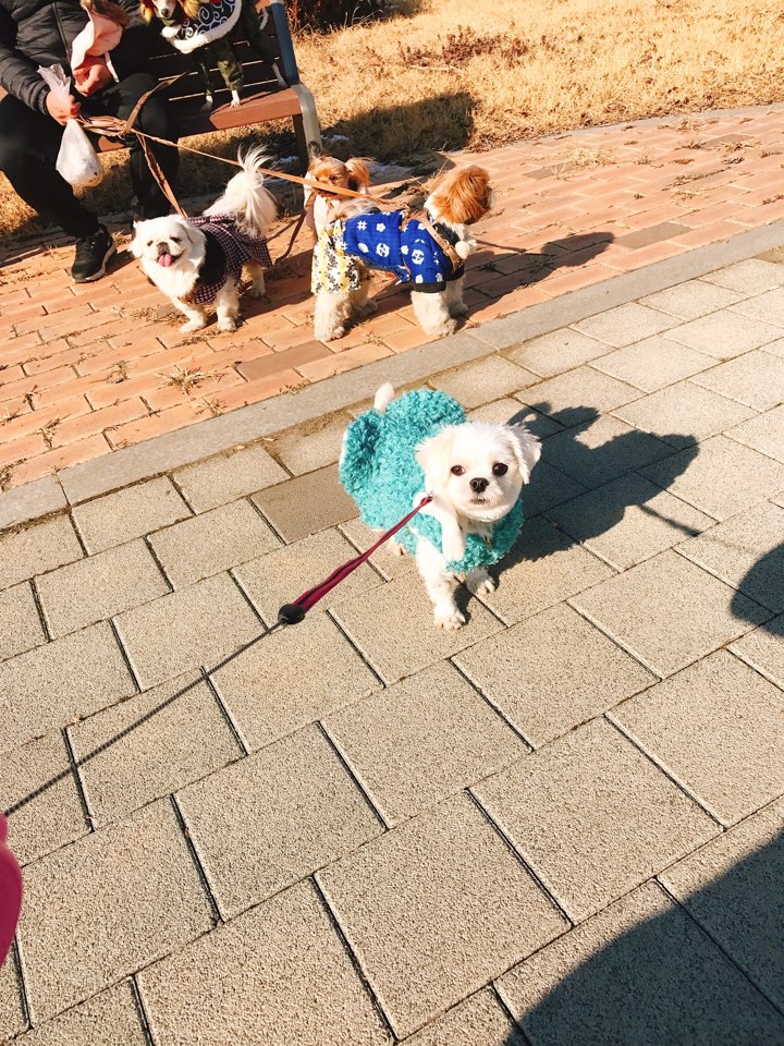 시흥번식장 치멍2 "예지" 임보 /산책매너 최고에요