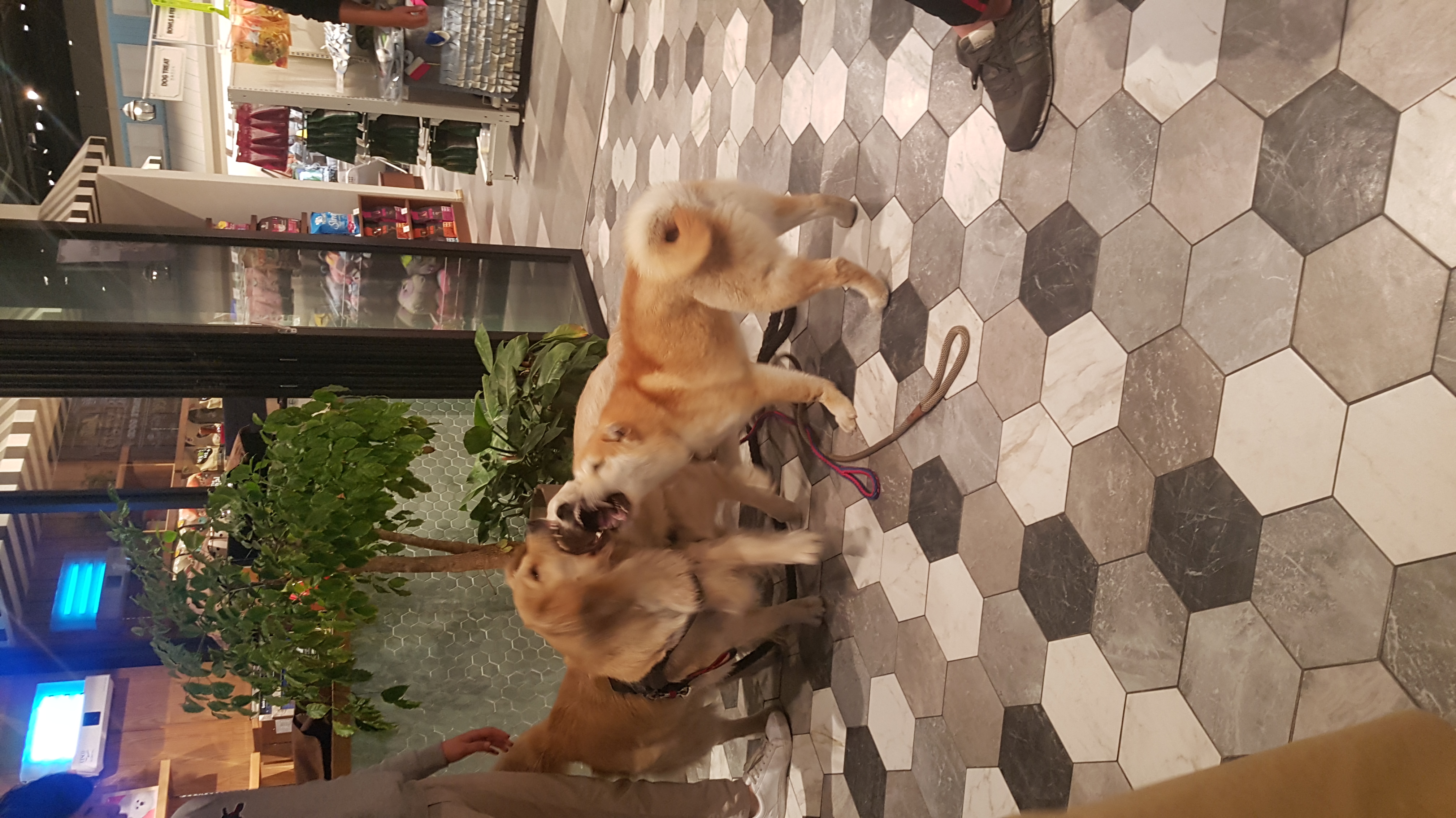 밤비(하루)스타필드 산책♡