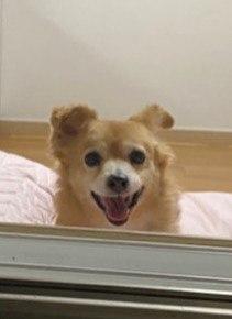 진접 번식장 구조견 '기쁨이' 입양 3년 차 후기
