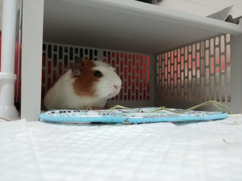 마론(귀염), 크림(기니)의 한 달 후