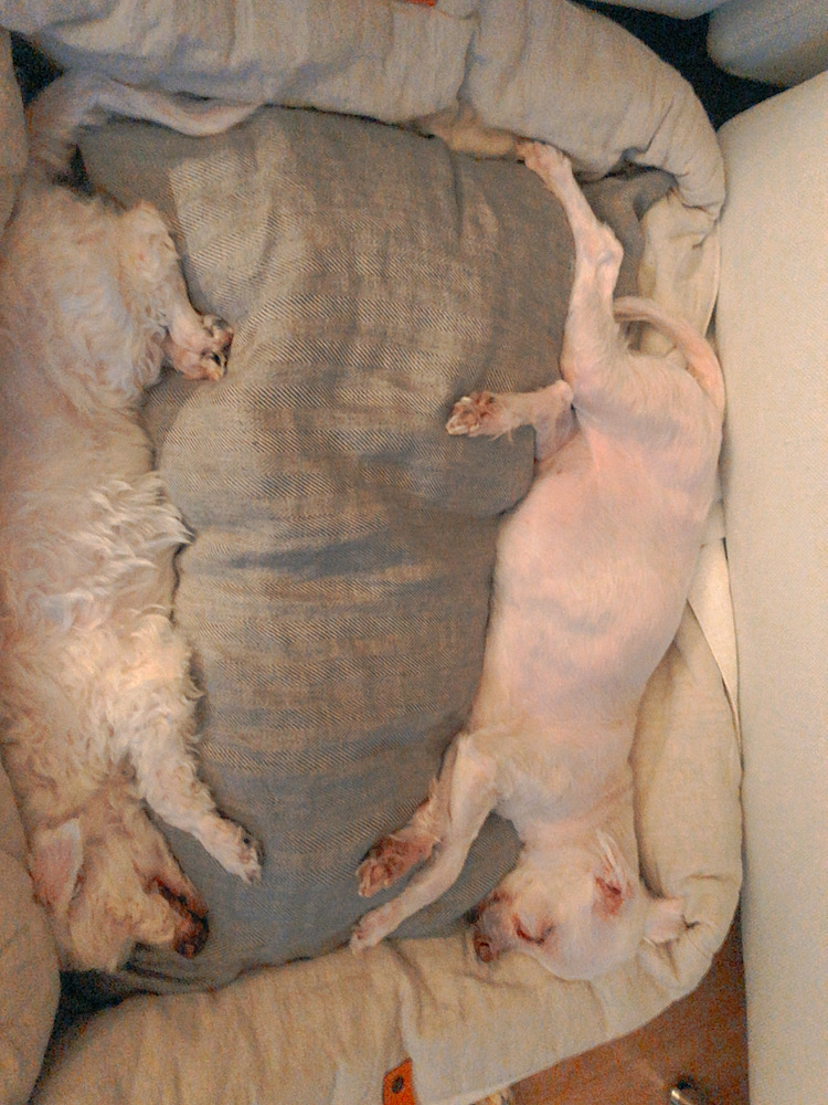 솜사탕 입양 일주일차 후기입니다💜