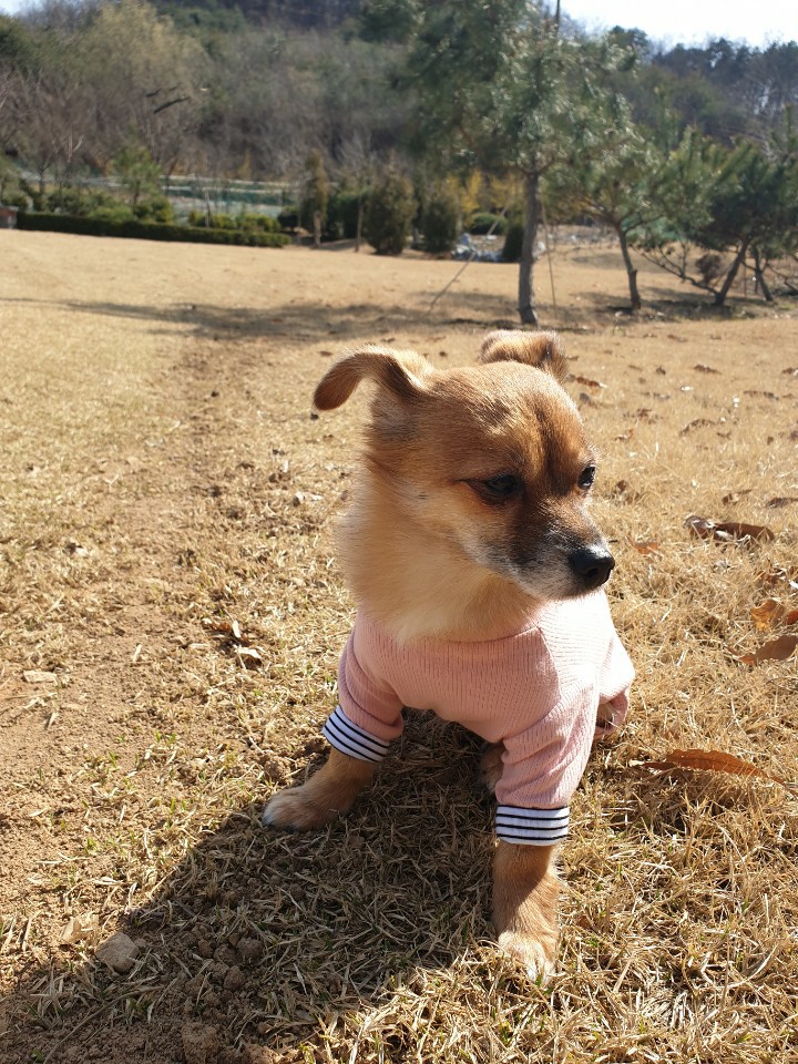 단풍이(엘사) 오랜만에 근황전합니닷