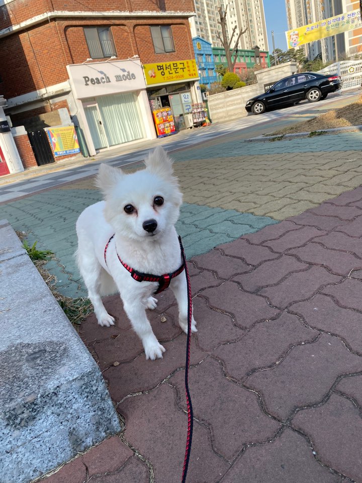 태양이 입양 1주일차 입양후기입니다!