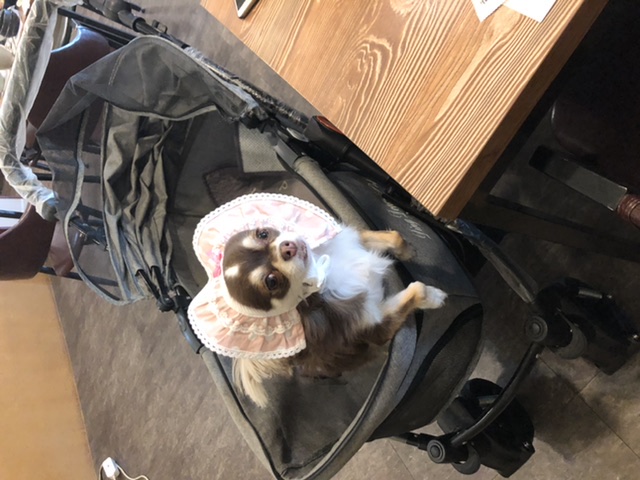 벌써 일년~~ 평택 치와와 타미