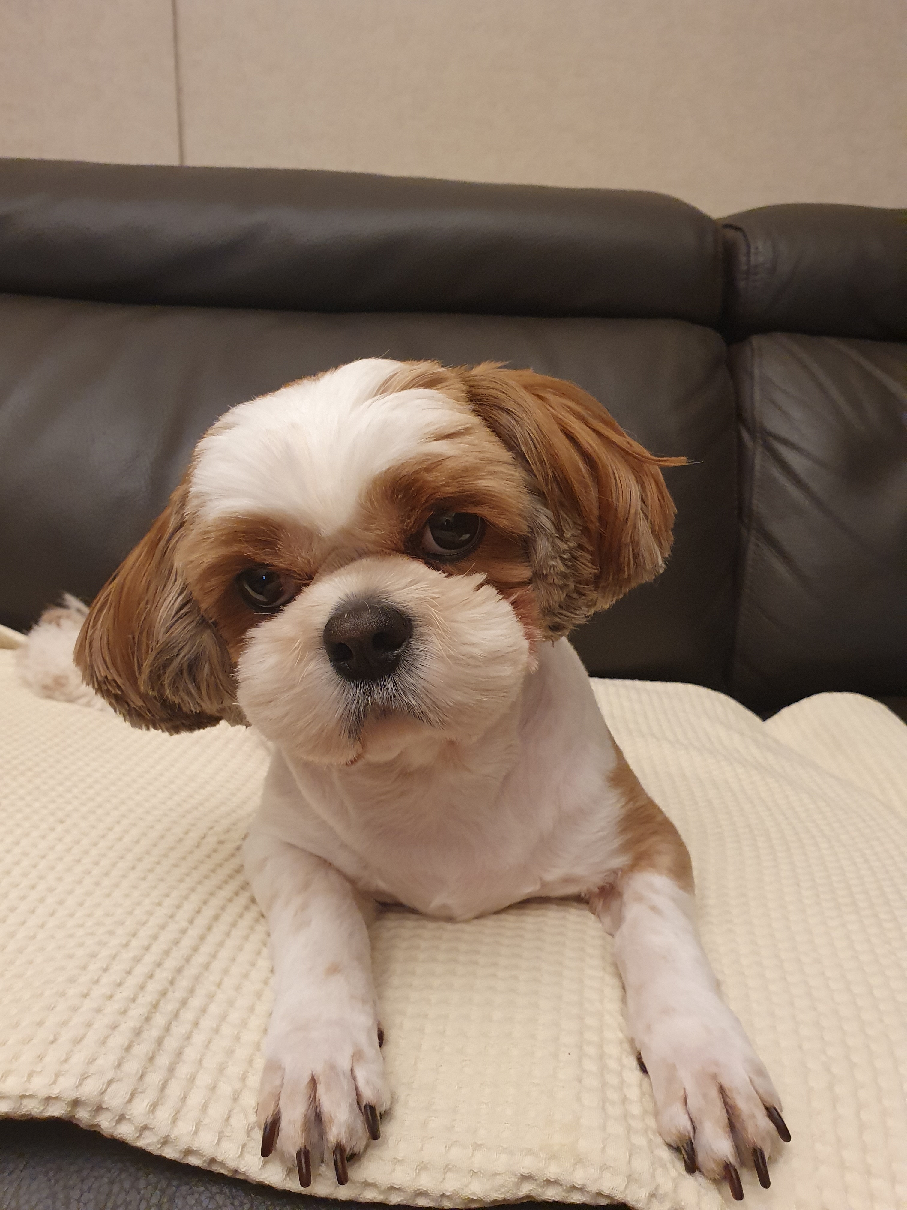 들레 미용사진2