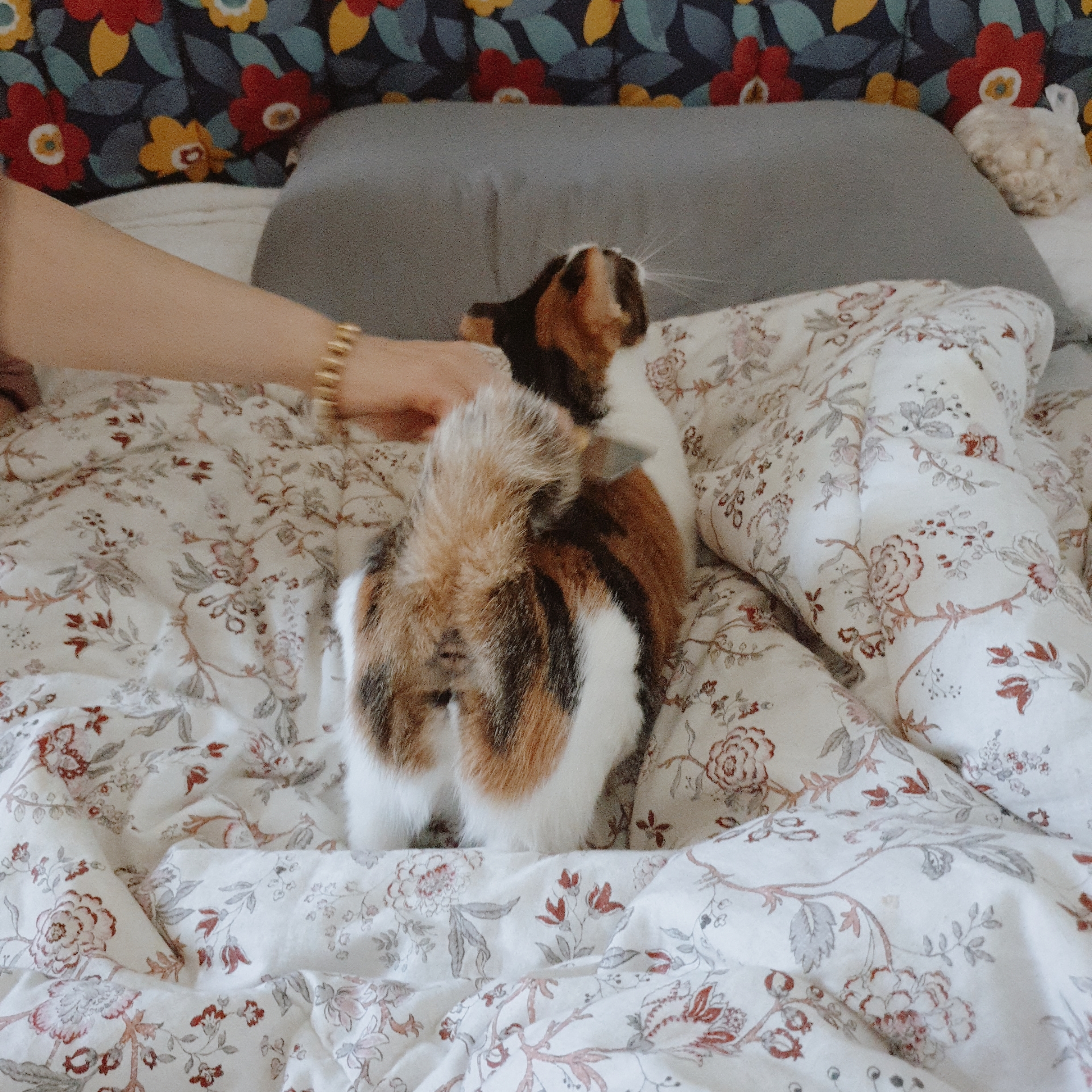 우리루비 입양1주년됐어용☆