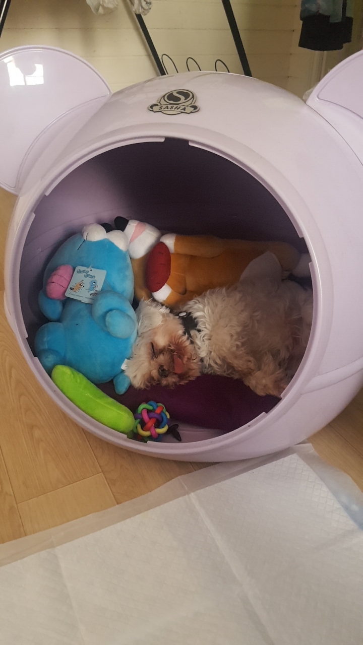 사빵이 3개월 입양후기