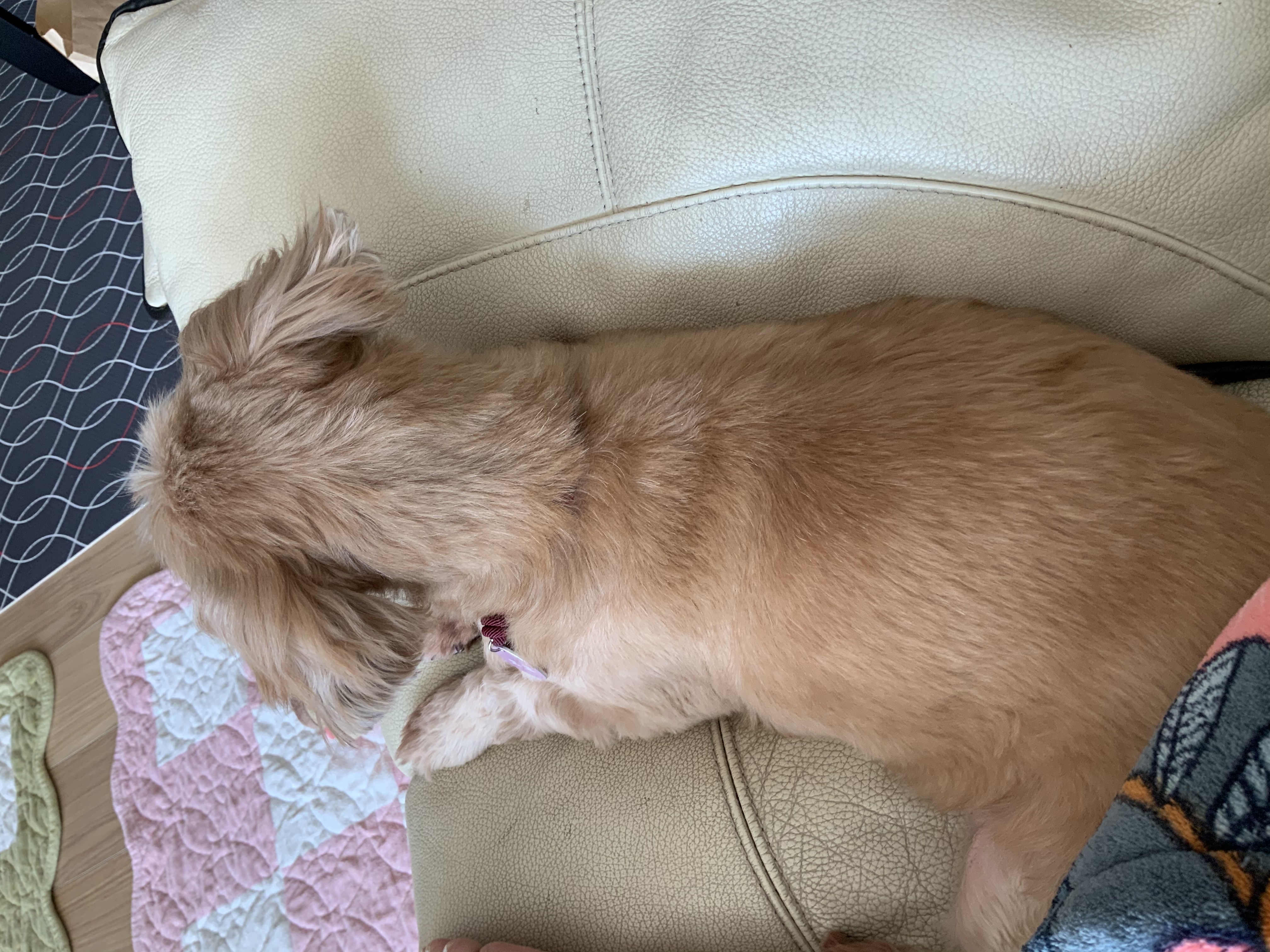 코라 (코코) 3개월 입양 후기