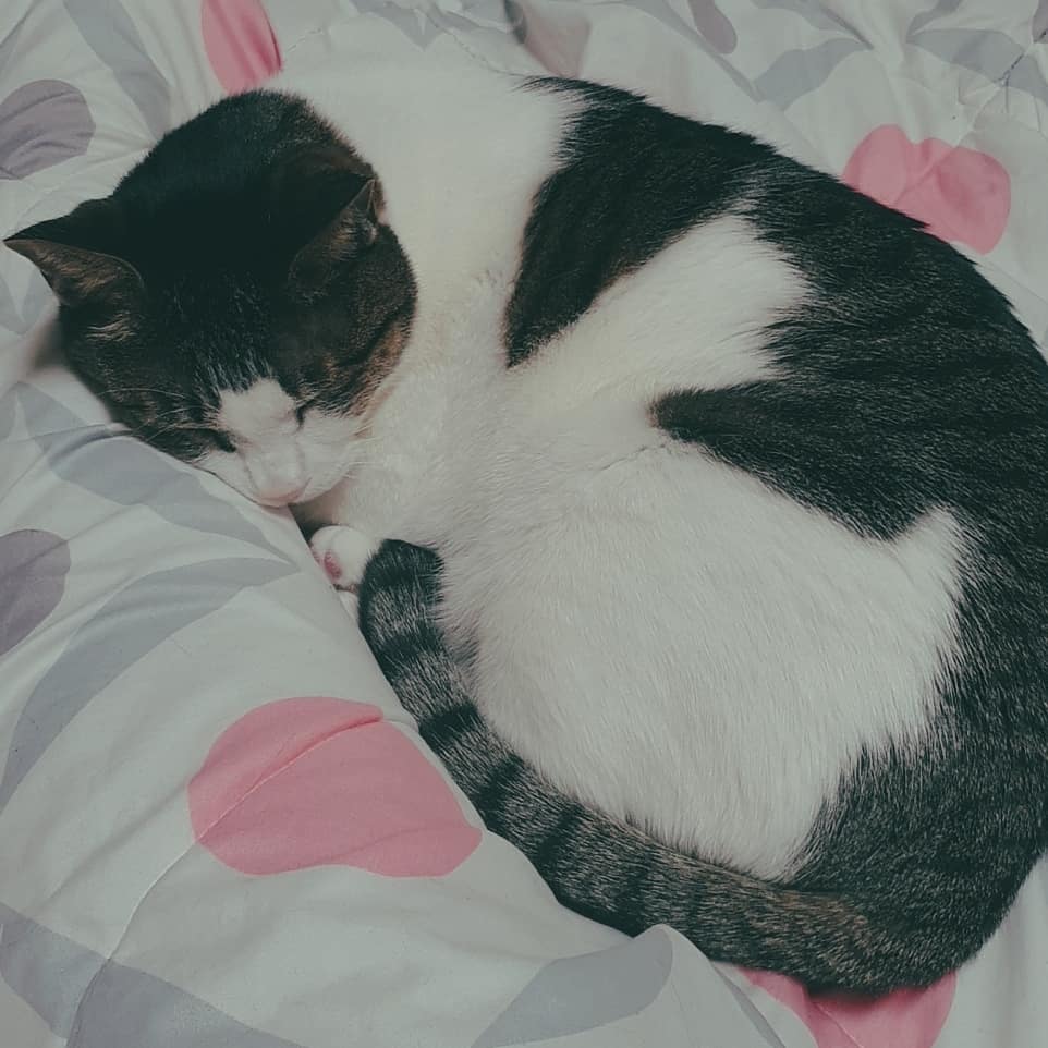 미야랑 같이 지낸지  드디어 한달이 되네요