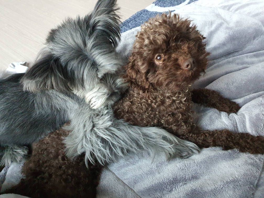 영천 번식장 구조견 비비빅(로니) 1개월 차 입양후기