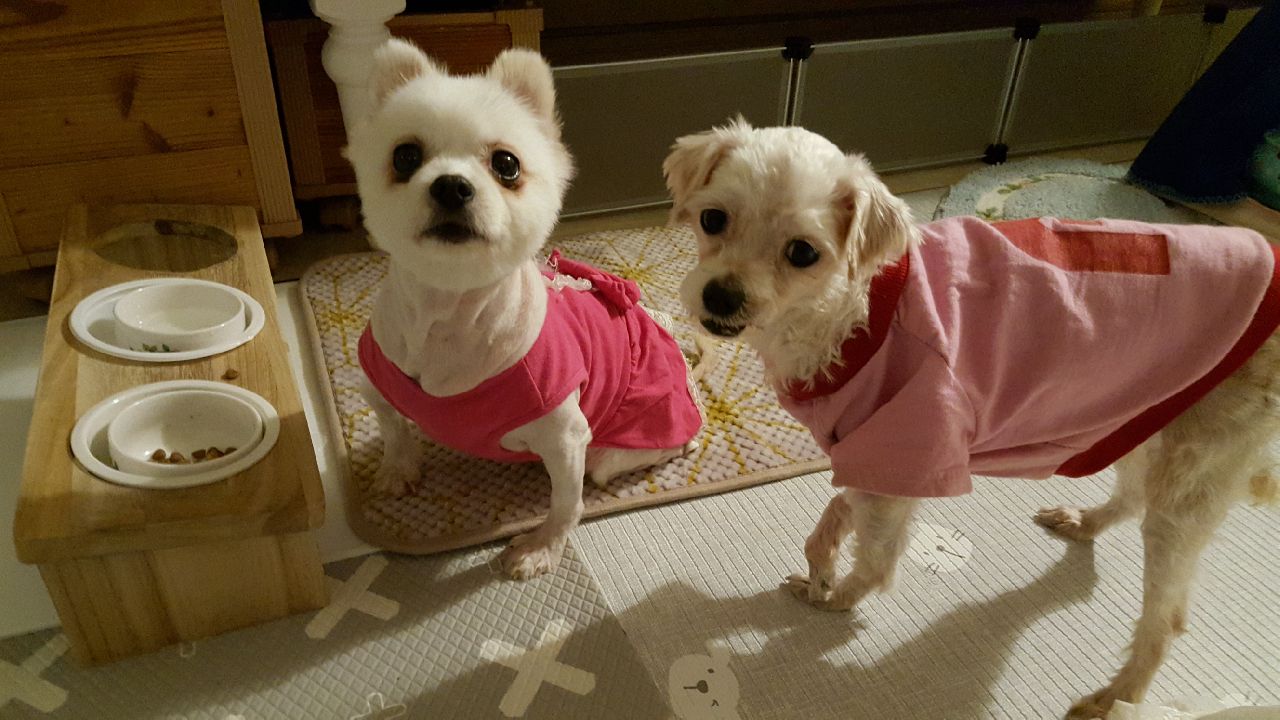 영천 번식장 이천이(연두)&사천이(꽃비) 입양한지 한 달!