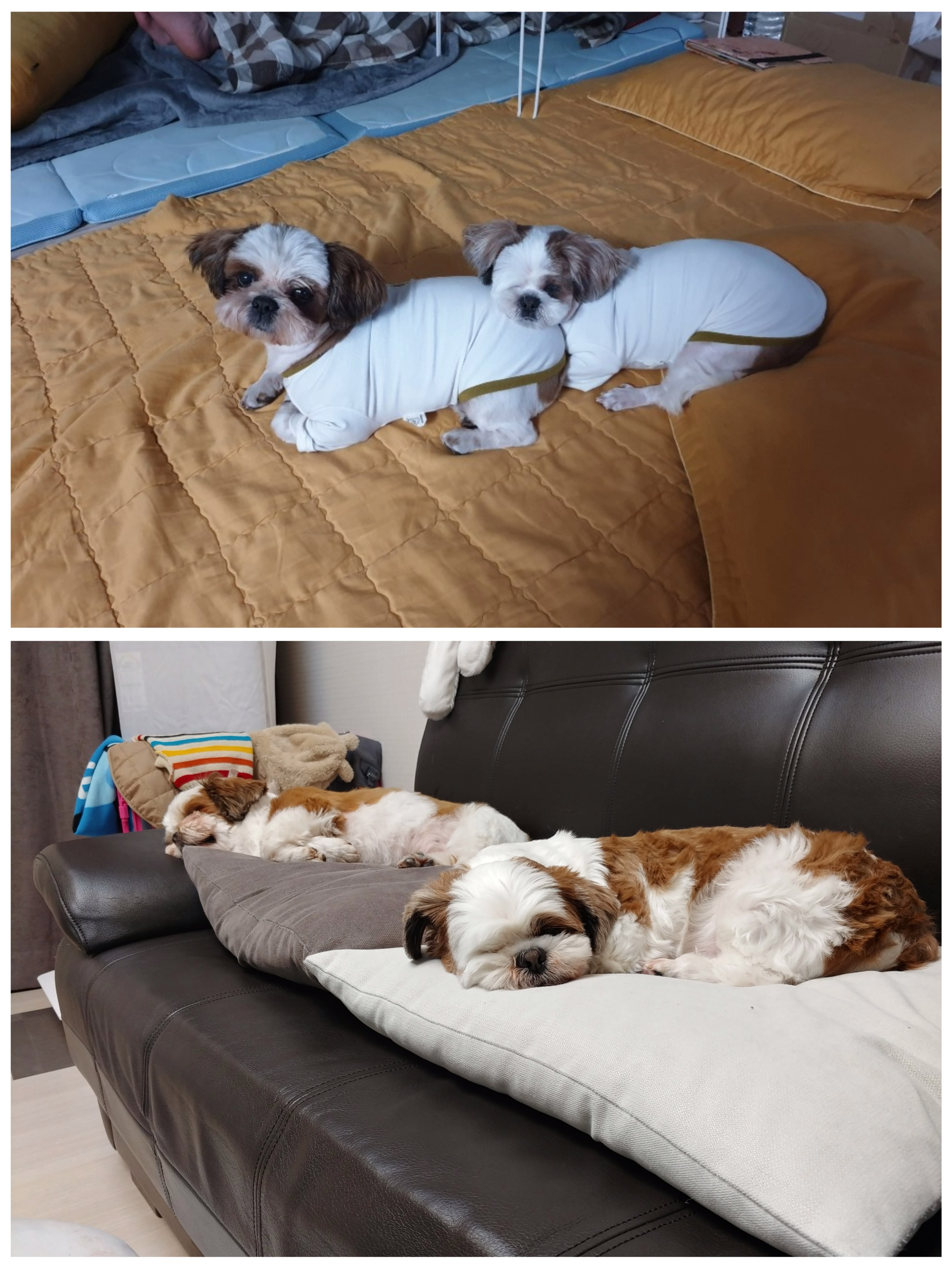 샘이♥복민이 3개월 견생이야기