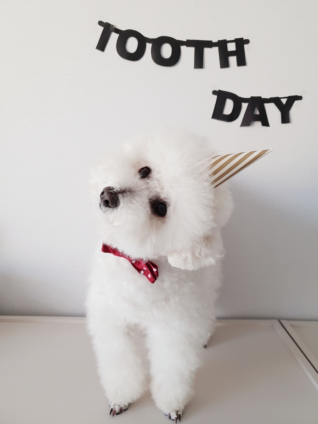 말랑이가 우리 가족이 된지 백일을 맞이했어요