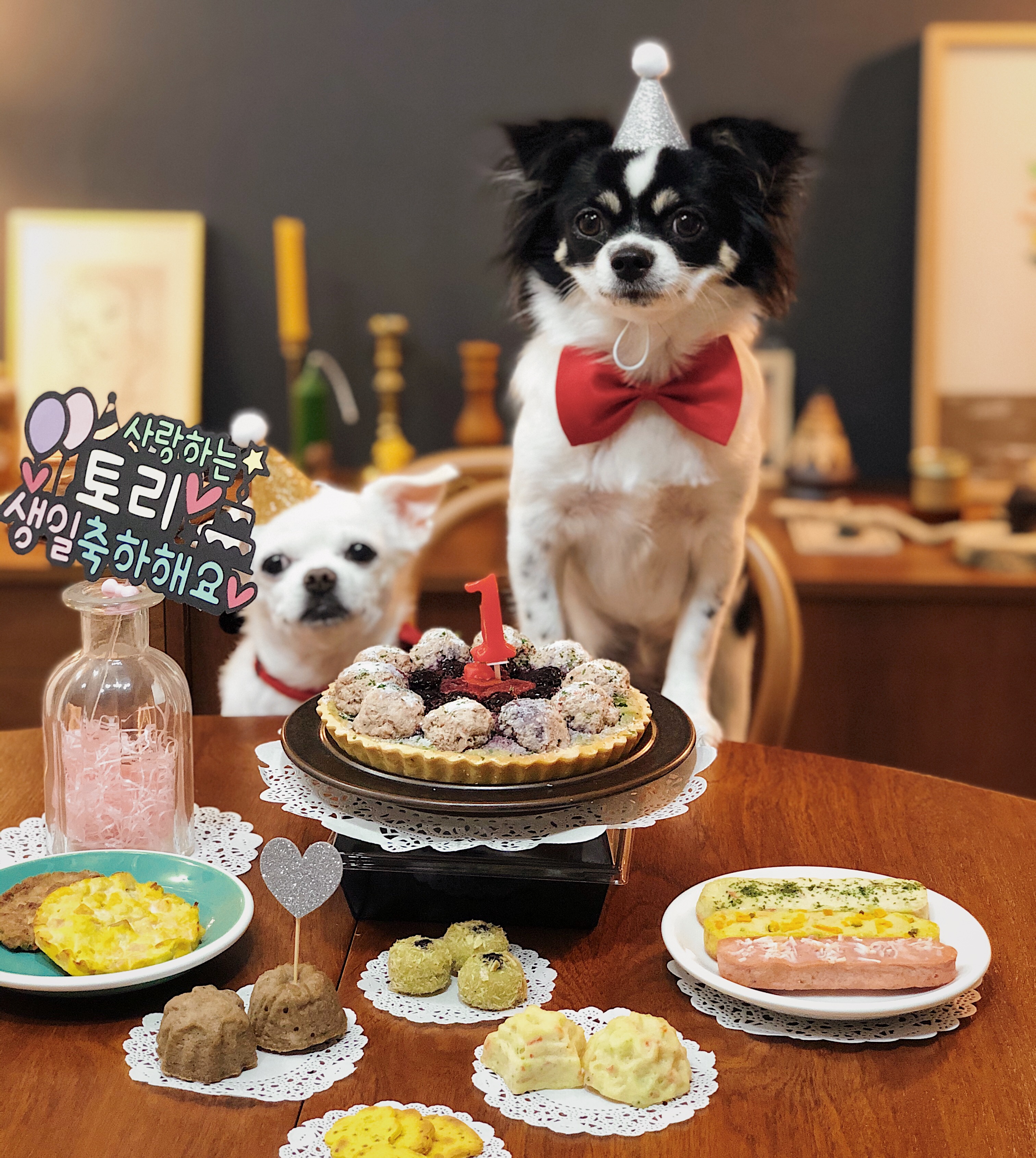 토리 탄신 1주년 기념으로 올려요~ (평택치와와 랩몬이 6번째 딸 구육몬)~!