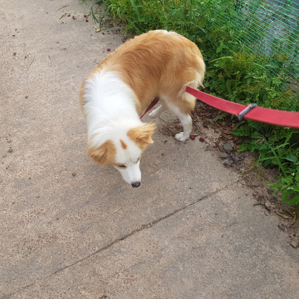 산책중 동네 친구만남~ 