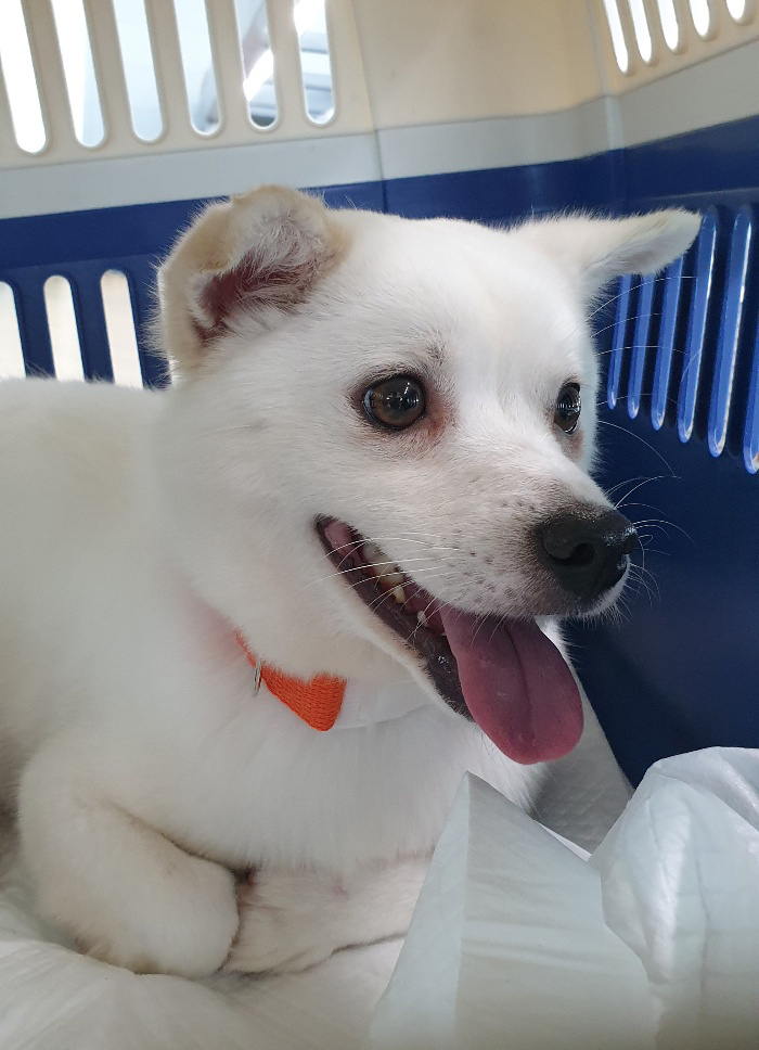 [해외입양] 무인도에서 살아남은 똑순이가 캐나다에서 가족을 만났어요. 