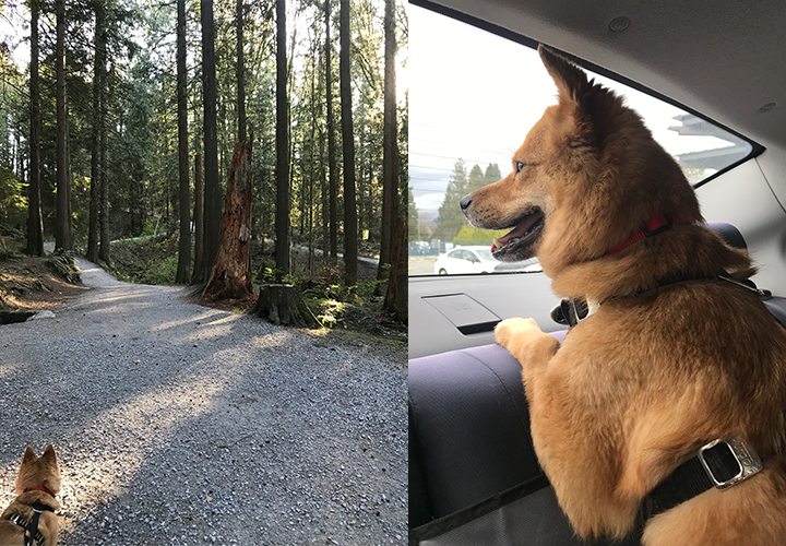 [해외입양] 하루하루 점점 더 많은 성격을 보여주고 있는 둥둥이