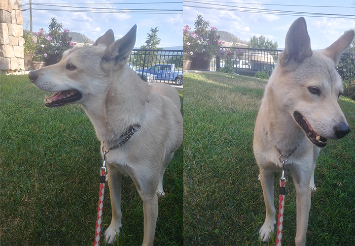 [해외입양] 재동이는 우리를 만날 운명이었고, 우리는 재동이를 만날 운명이었어요!