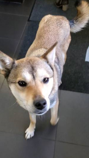 [해외입양] 캐나다 캘거리에서 가족을 만난 재희