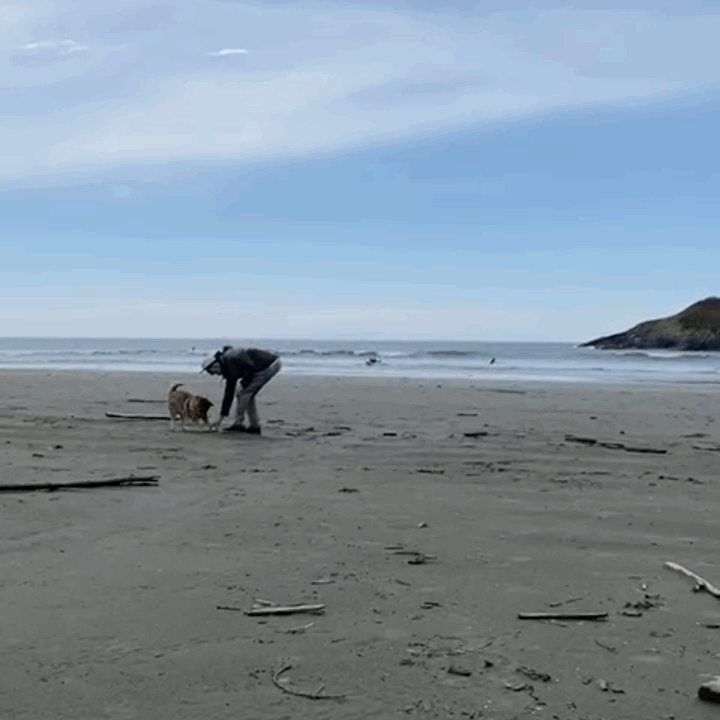 [해외입양] 복돌이는 너무 잘 지내고 있어요~
