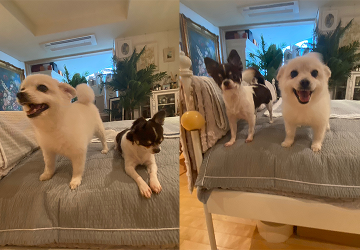 페니(네티)  위니(오즈 )입양 후기