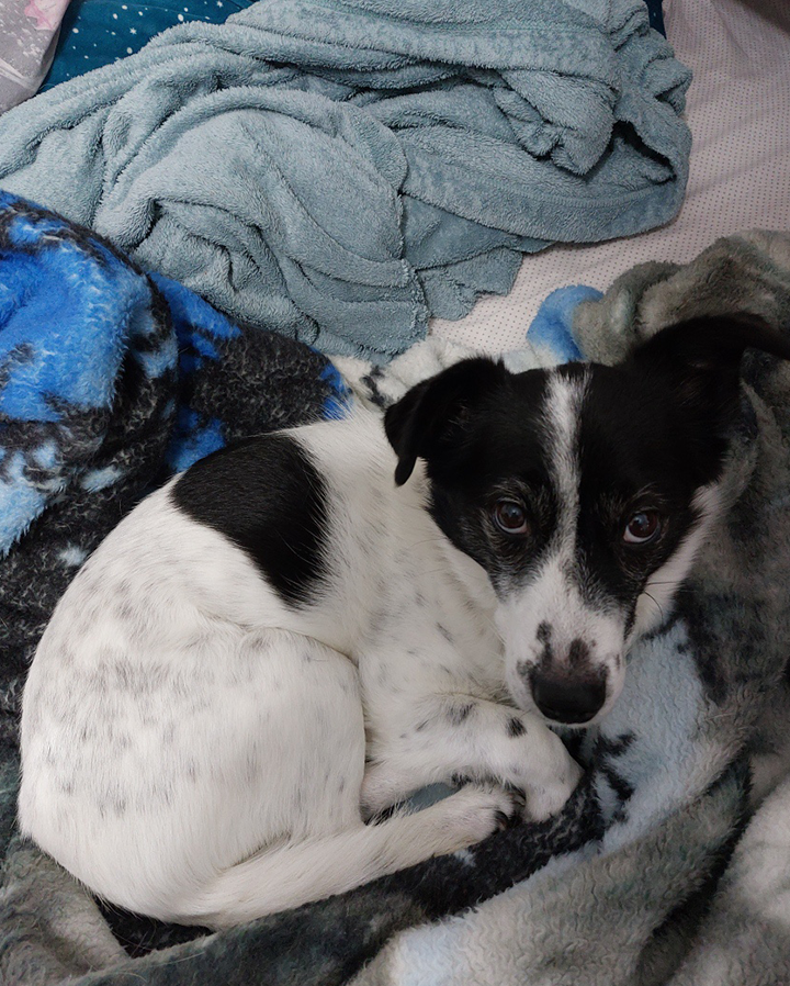 [해외입양] 달이가 없는 삶은 상상이 안돼요