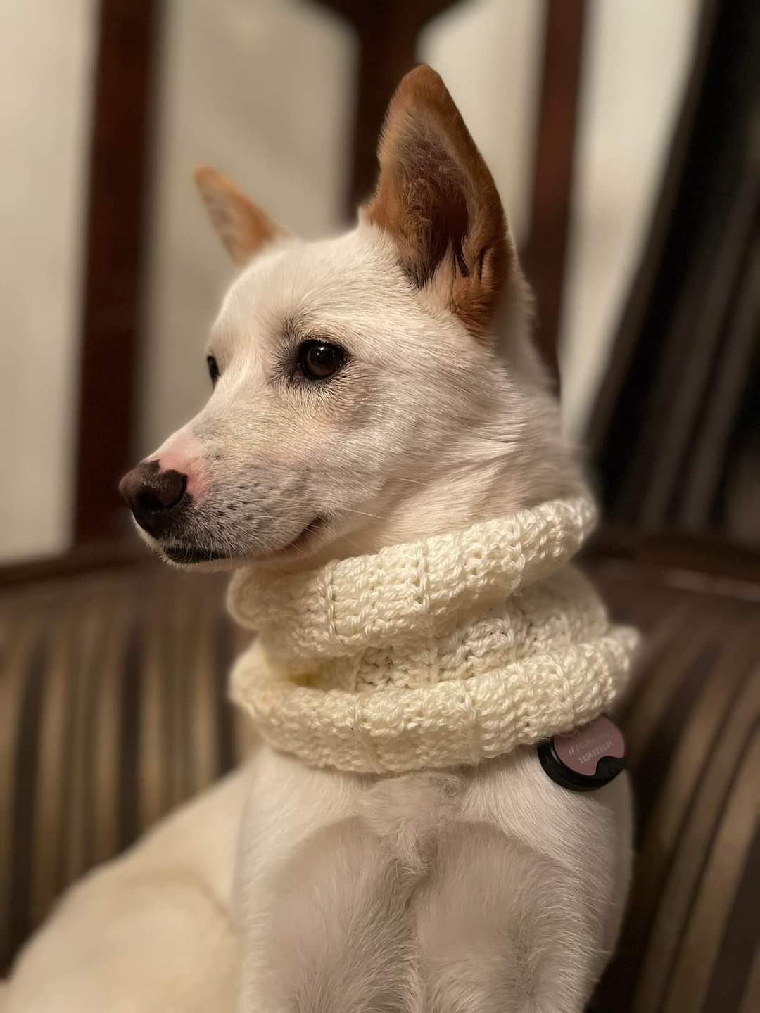 [해외입양] 캐나다 토론토에서 가족을 만난 '퍼플이'