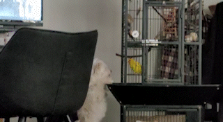 [해외입양] 캐나다 밴쿠버에서 가족을 만난 '푸치'