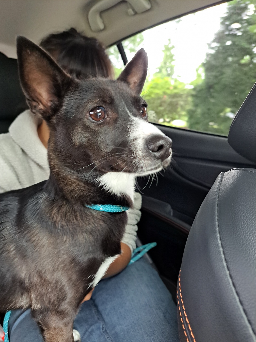 [해외입양] 캐나다 밴쿠버에서 가족을 만난 '핑구'