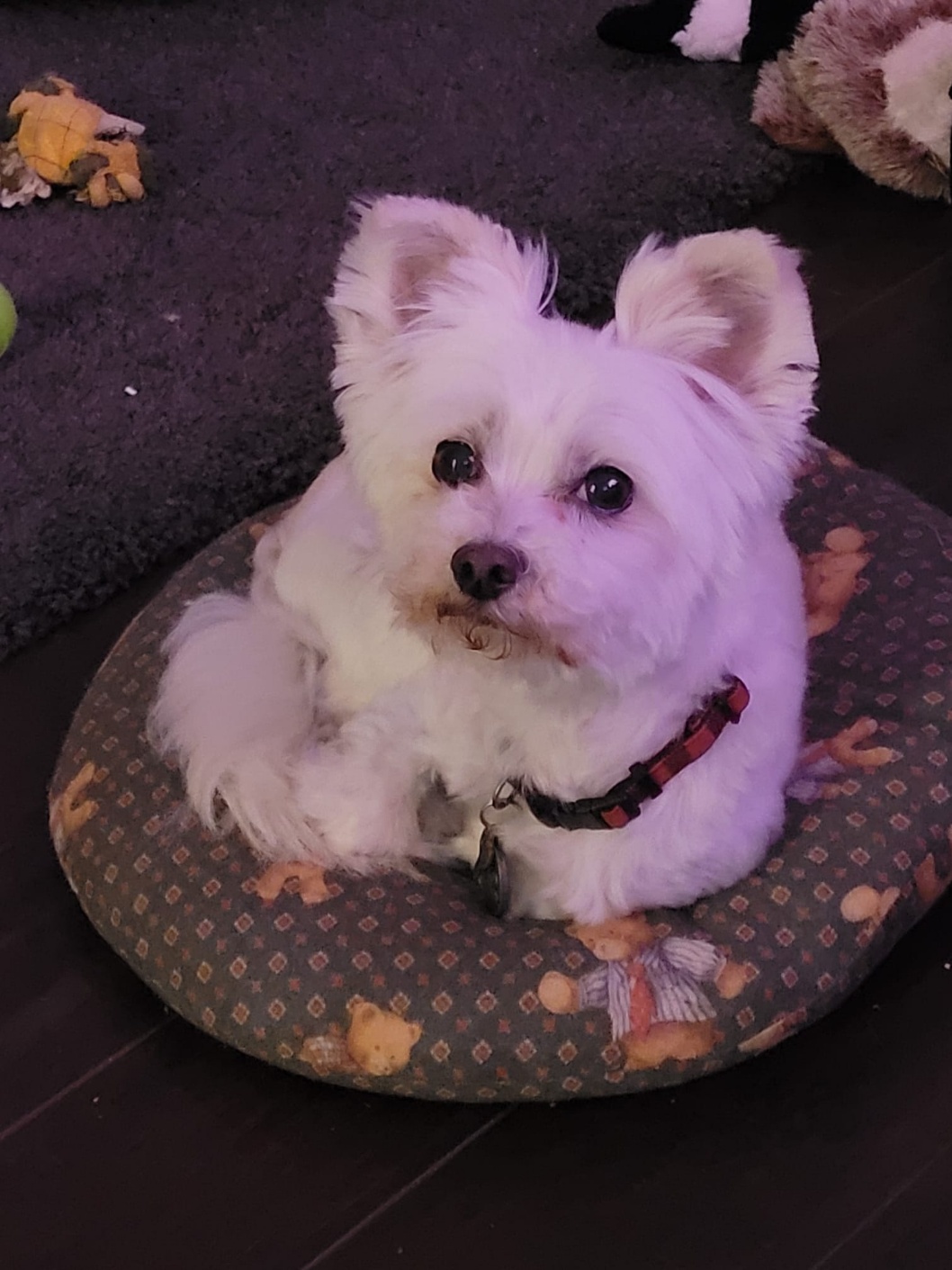 [해외입양] 캐나다 밴쿠버에서 가족을 만난 '푸치'