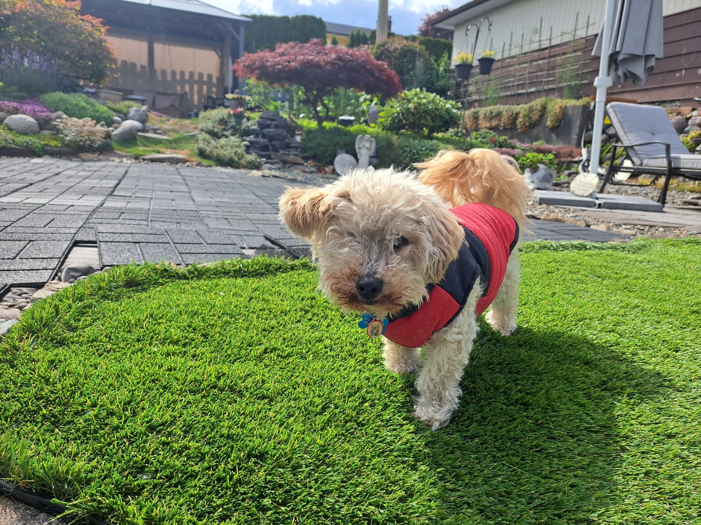 [해외입양] 캐나다에서 가족과 행복하게 살던 바우가 별이 되었습니다.