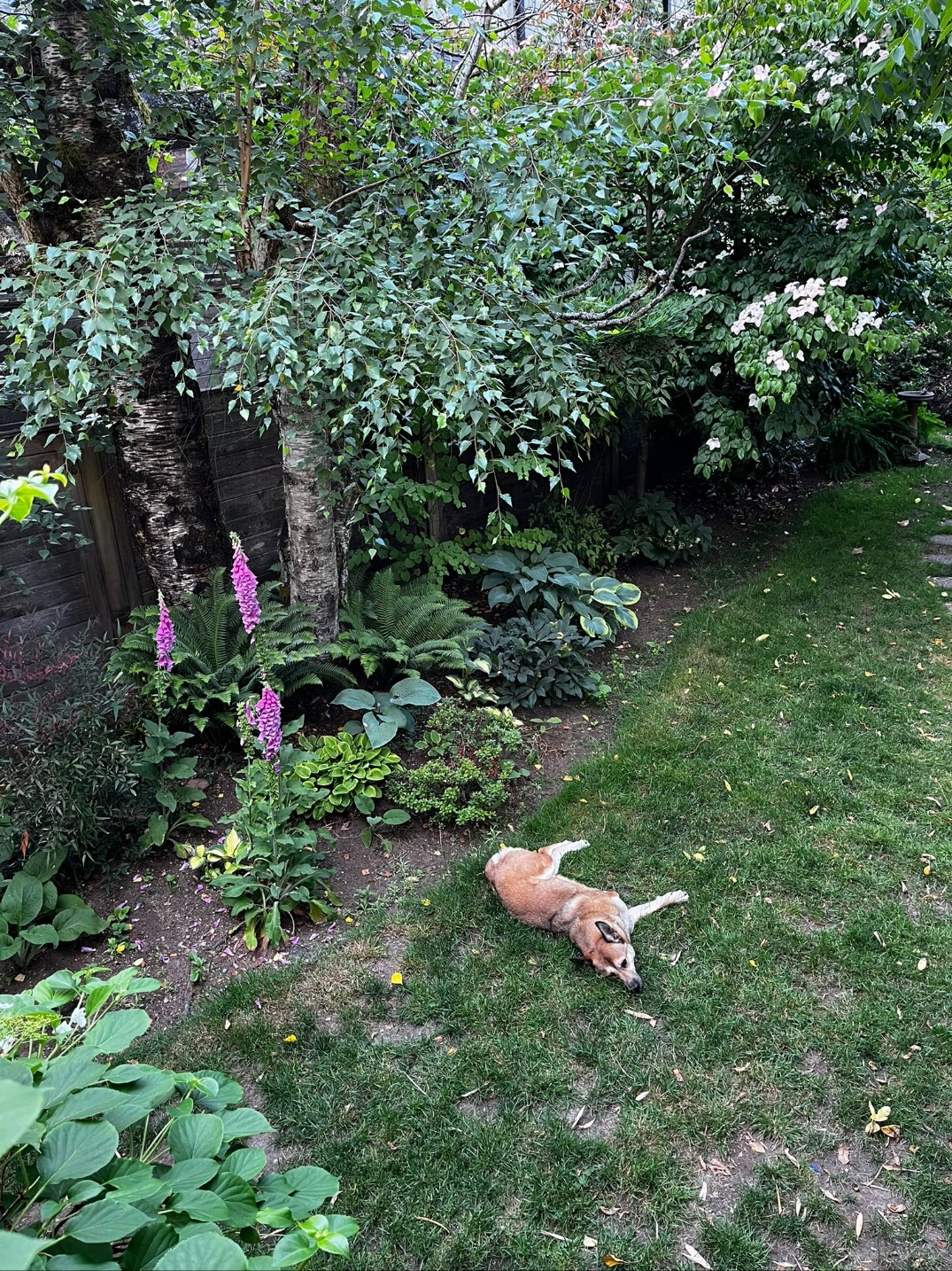 [해외입양] 캐나다 밴쿠버에서 가족을 만난 '셋이'