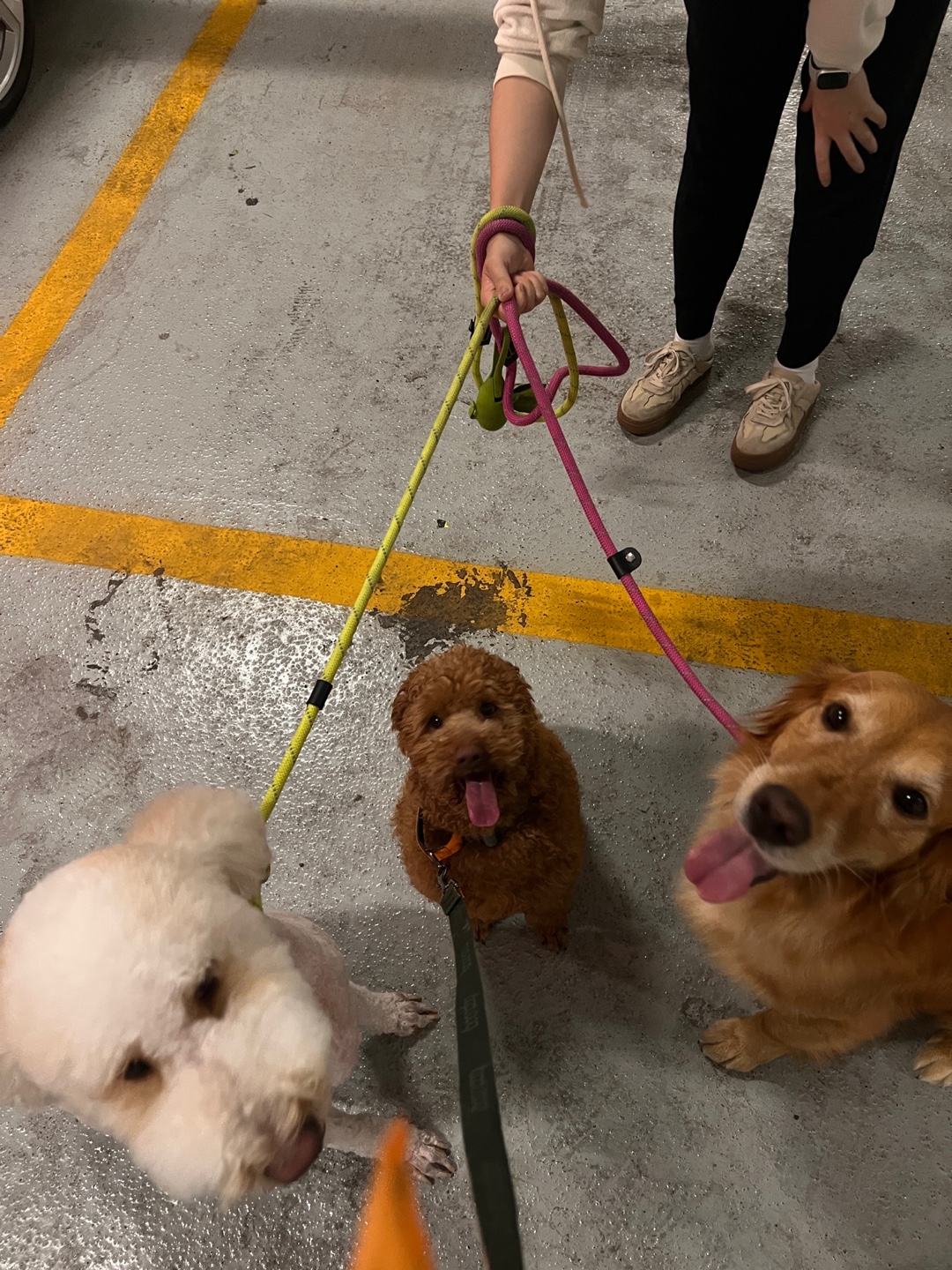 [해외입양] 캐나다 토론토에서 가족을 만난 '새로이'