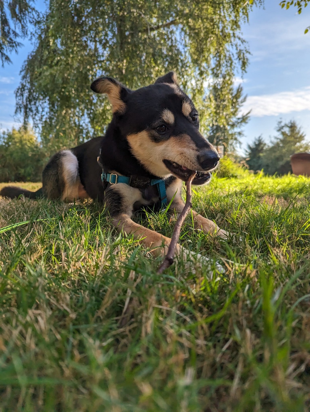 [해외입양] 캐나다 밴쿠버에서 가족을 만난 '왕벌이'