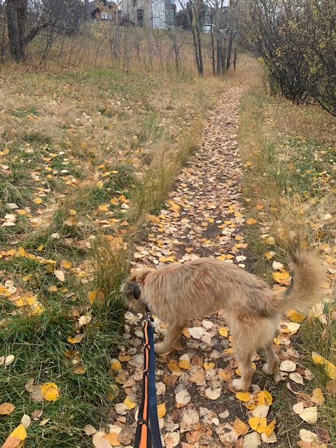 [해외입양] 캐나다 밴쿠버에서 가족을 만난 '순구'