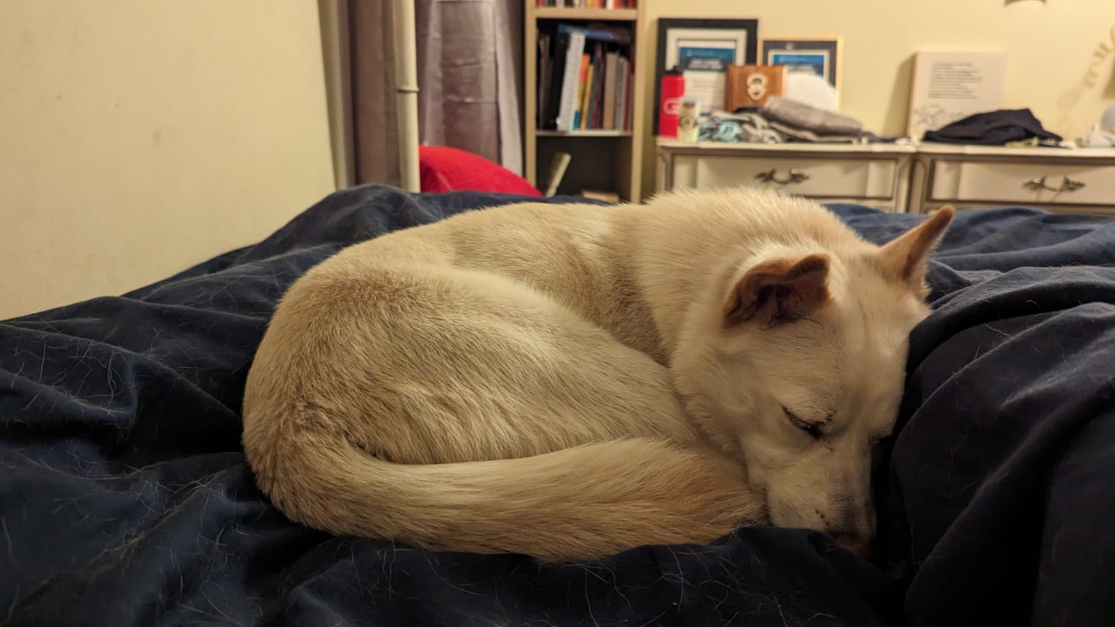 [해외입양] 캐나다 토론토에서 가족을 만난 '공자'