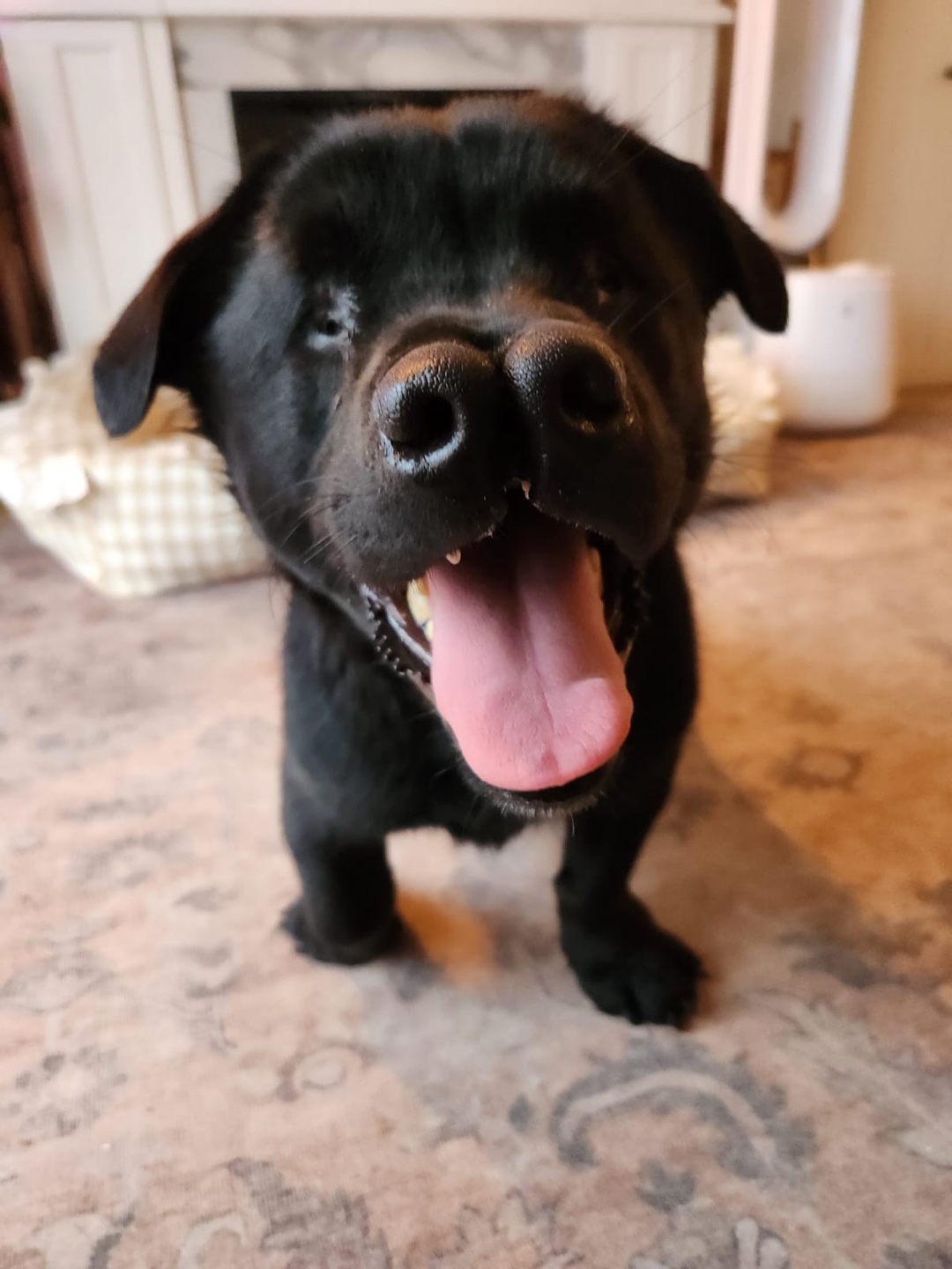 [해외입양] 캐나다 토론토에서 가족을 만난 '벤지'