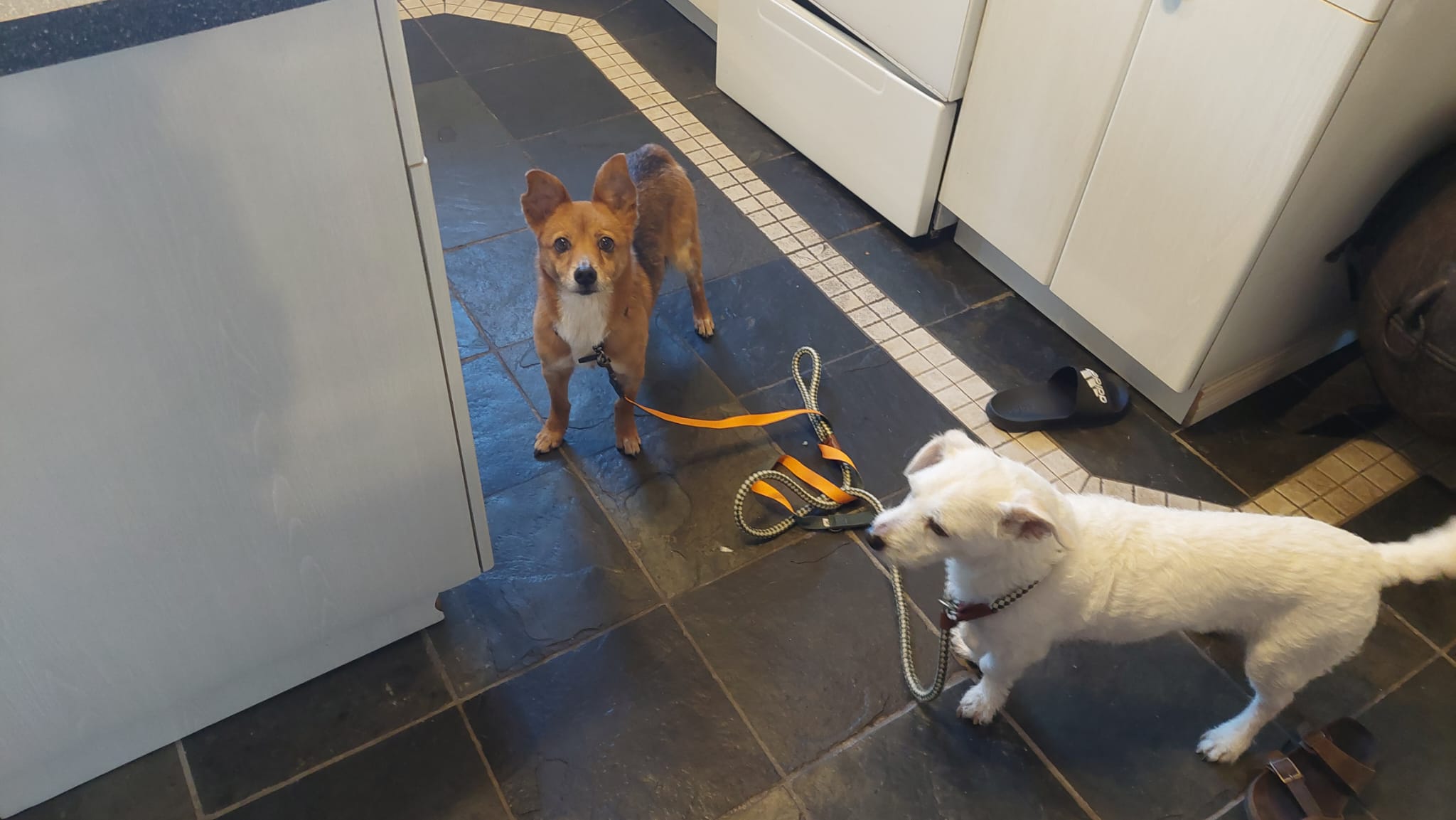 [해외입양] 캐나다 밴쿠버에서 가족을 만난 '나영이'