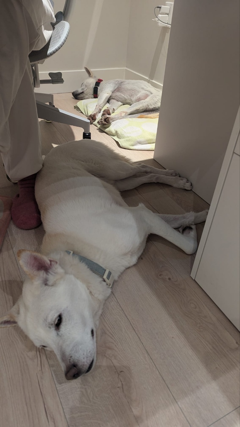 [해외입양] 캐나다 밴쿠버에서 가족을 만난 '머큐리'